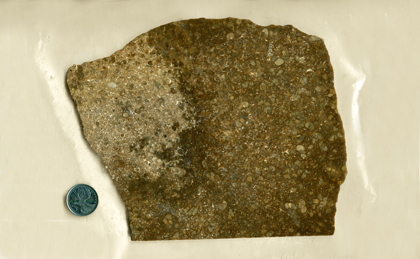 A large slab of fossilized Turritella shells, some with quartz crystals growing in their chambers.