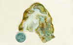 Green, white and coffee-colored Ochoco Moss Agate from Oregon with moss inclusions and fortification patterns.