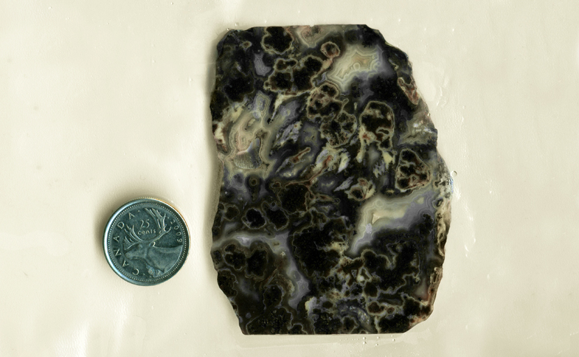 Black plumes, white fortifications and red and yellow details in a slab of Medicine Bow Plume Agate from Wyoming.