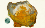 A splash of orange and yellow and a rim of red in a Petrified Wood slab from Mexico.