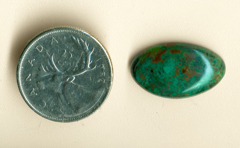 Bright blue-green and contrasting brown spots in a cabochon of Parrotwing Agate from Sinaloa, Mexico.