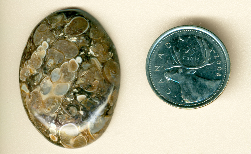 Cabochon of fossil Turritella shells, some in characteristic cross sections, outlined in golden, brown and darker colors, providing contrast.