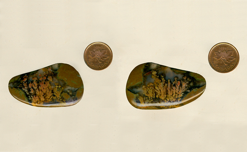 A freeform cabochon of Priday Plume Agate from Richardson Ranch in Oregon, with orange and yellow branching plumes in a thunderegg patterned window.