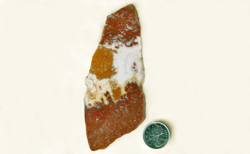 Red and gold-colored moss on a white background in a slab of Oregon Moss Agate.