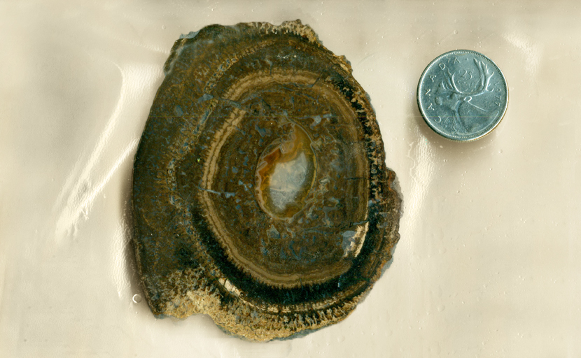 An alleged slab of petrified pine from Wyoming, brown, orange and black, with clear and obvious layers.