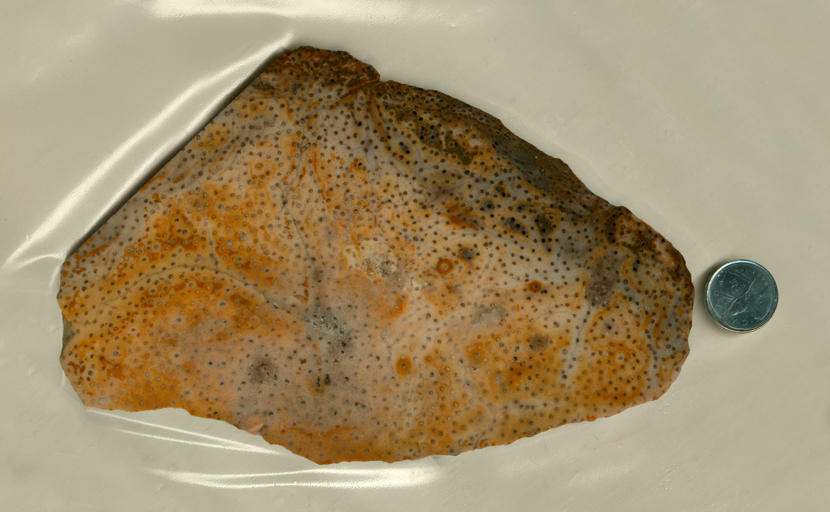 A slab of orange and yellow petrified palm wood, with darker dots of the wood's veins.