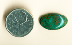 Bright blue-green and contrasting brown spots in a cabochon of Parrotwing Agate from Sinaloa, Mexico.