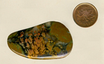 A freeform cabochon of Priday Plume Agate from Richardson Ranch in Oregon, with orange and yellow branching plumes in a thunderegg patterned window.