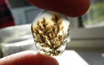 Large dark dendrite pattern in clear Eagle Rock Agate from Oregon.