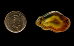 A clear freeform polished Fortification Agate from Mexico, with red, russet brown and coffee colored fortification patterns and a hazy central eye.