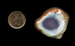 Freeform polished Fortification Agate from Mexico, with a violet blue spot over a white background.