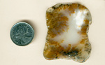 Freeform polished slab of dendritic/plume agate from an unknown US location, with branching reddish-gold and black patterns on a rectangular white background.