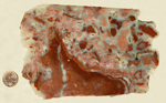 A slab of Youngite from Wyoming, with red and pink opaque jasper all broken up and pale agate formed in the cracks. 