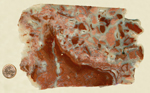 A slab of Youngite from Wyoming, with red and pink opaque jasper all broken up and pale agate formed in the cracks. 