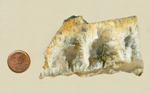 A slab of white and yellow plume agate from Idaho, with three large plumes highlighted.