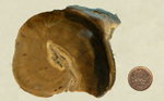 Spiral-patterned brown section of petrified wood from the Columbia River.